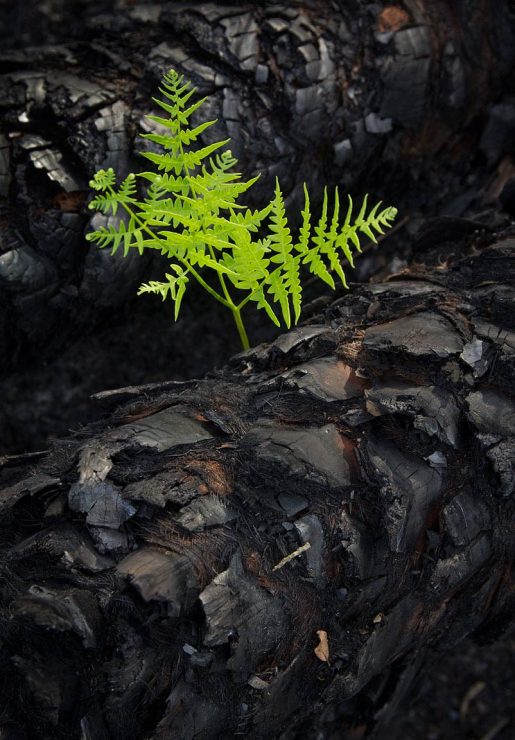 Ferns and burnt palmetto trunks