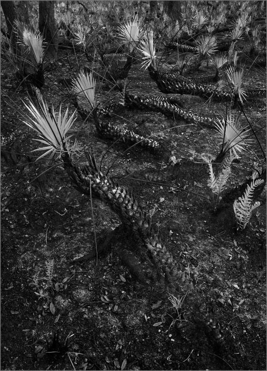 Burnt Palmettos, Receding