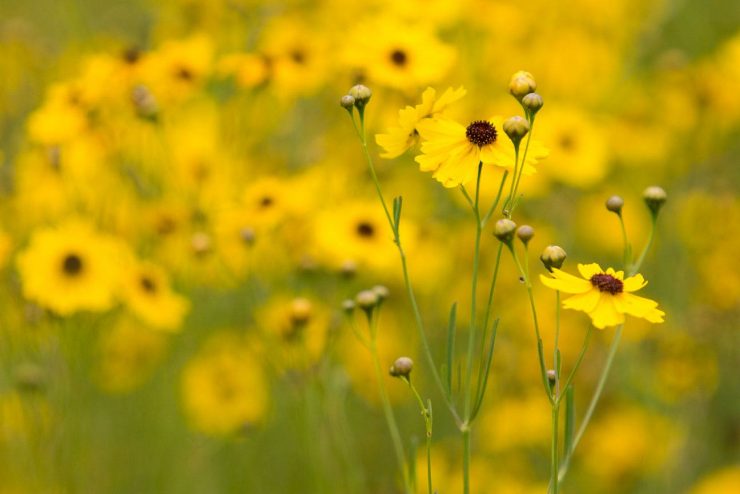 Tickseed in Myakka River State Park