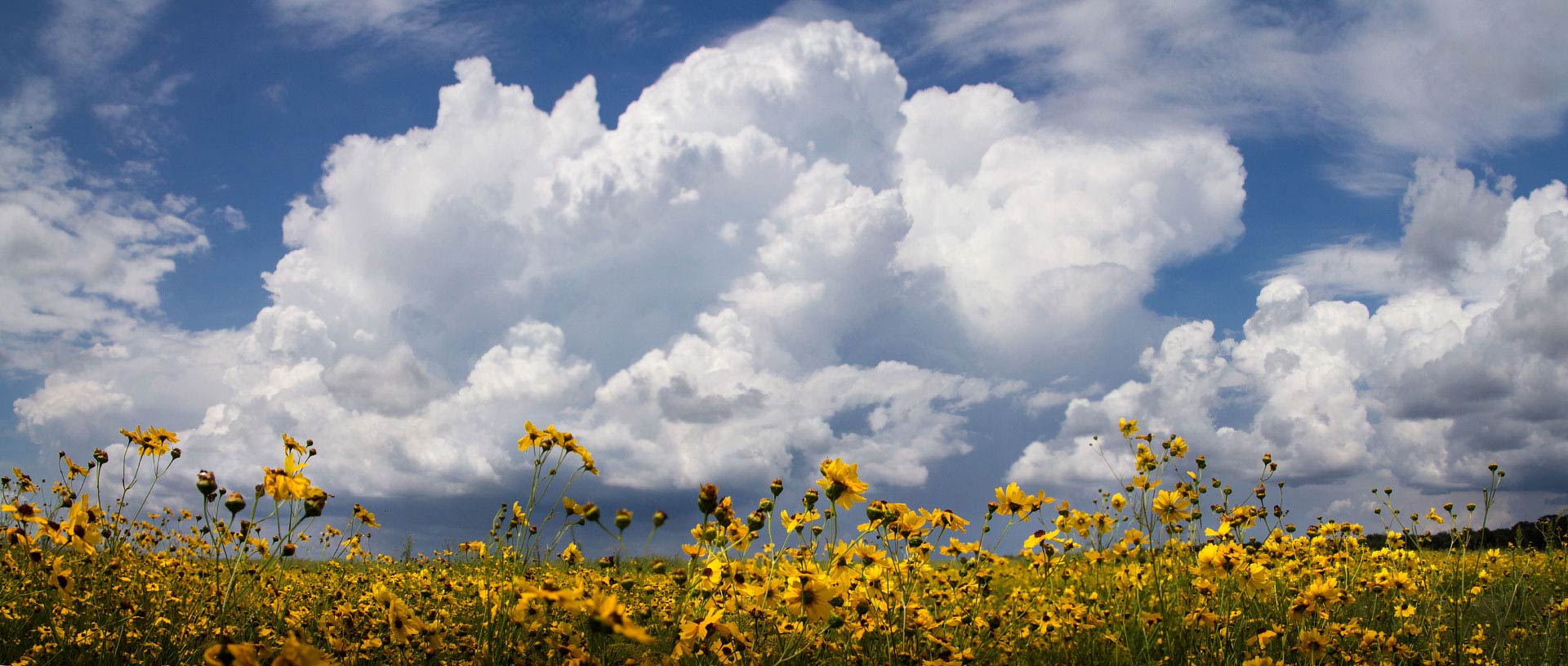 Tickseed Field in Myakka River State Park