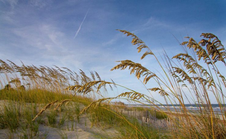 Hilton Head Dune Grass