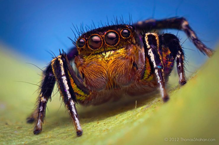 Habronattus hallani jumping spider by Thomas Shahan