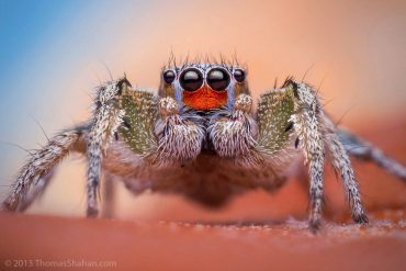 Habronattus virgulatus by Thomas Shahan