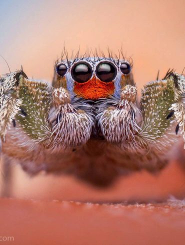 Habronattus virgulatus by Thomas Shahan