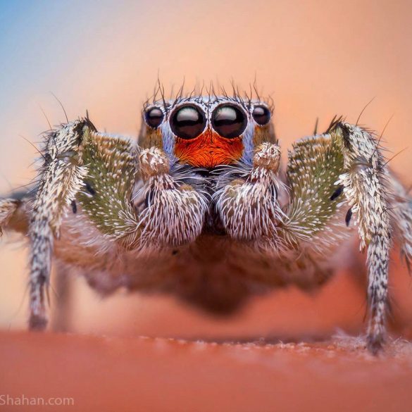 Habronattus virgulatus by Thomas Shahan