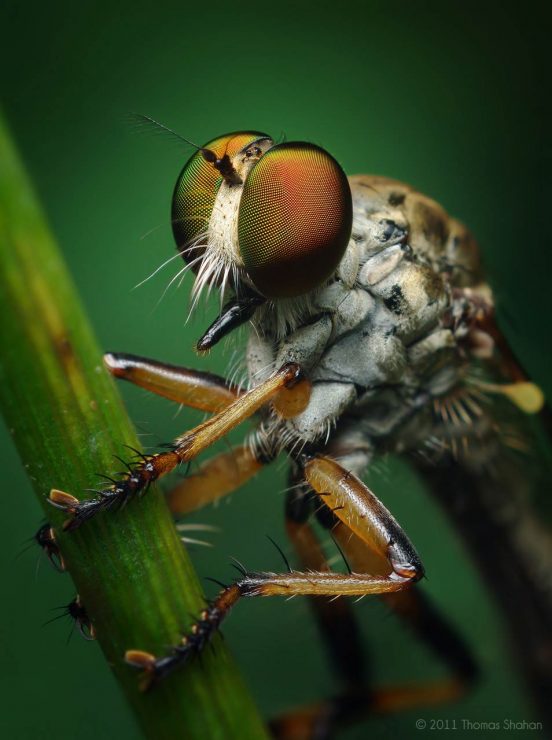 Ommatius Robber Fly