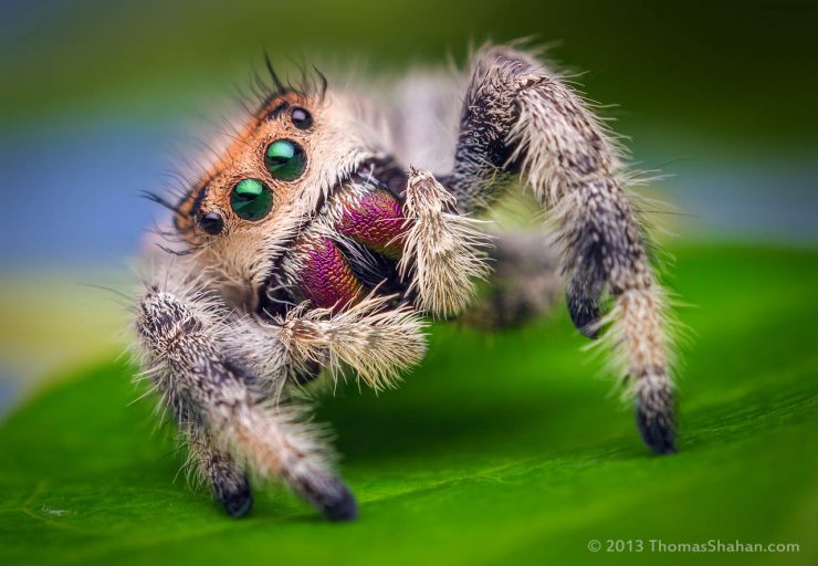 Phidippus regius by Thomas Shahan