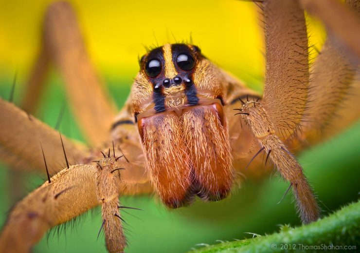 Rabidosa rabida wolf spider by Thomas Shahan.