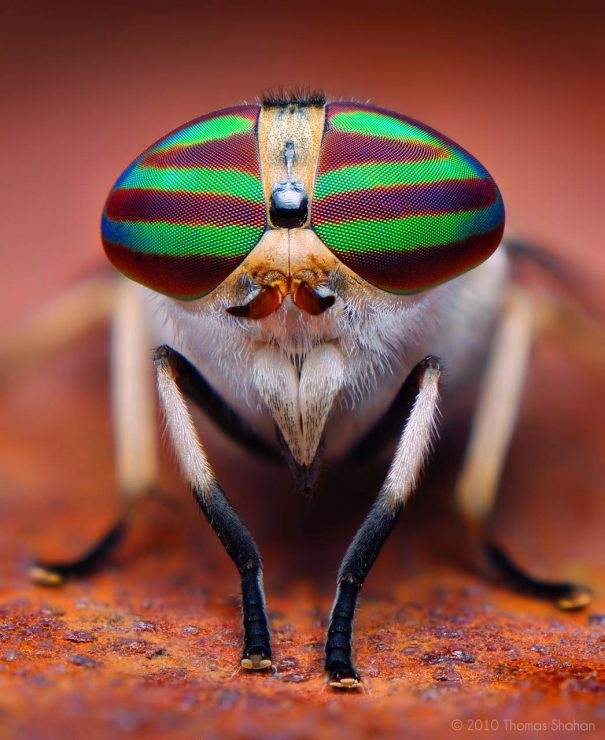 horsefly, by thomas shahan