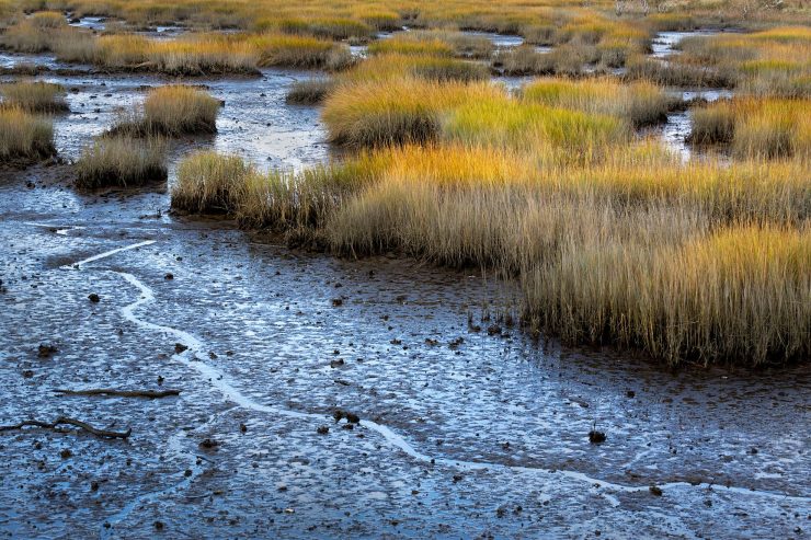 cape cod salt marsh