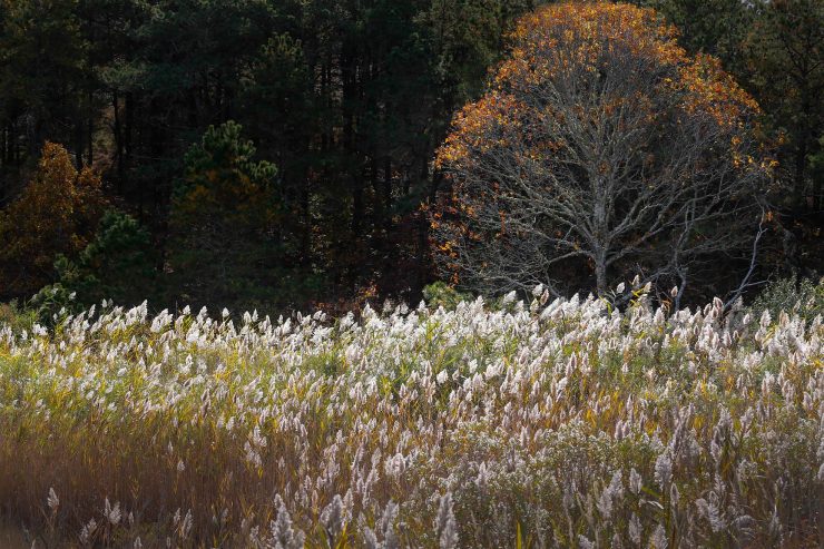 Cape Cod dune grass