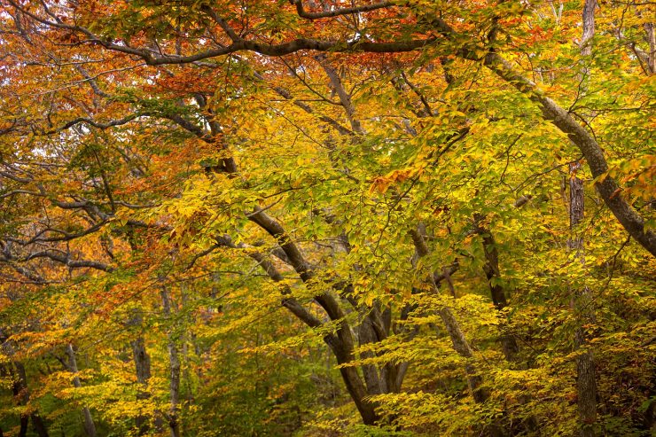 Cape Cod Colors, trees