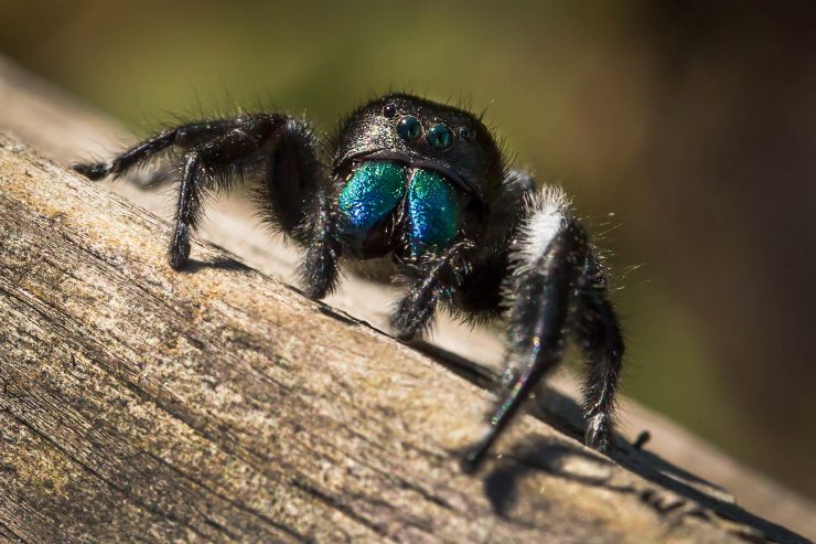 Jumping Spider in Myakka