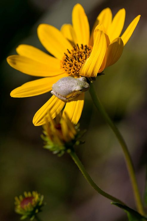 pine woods tree frog on sunflower bloom