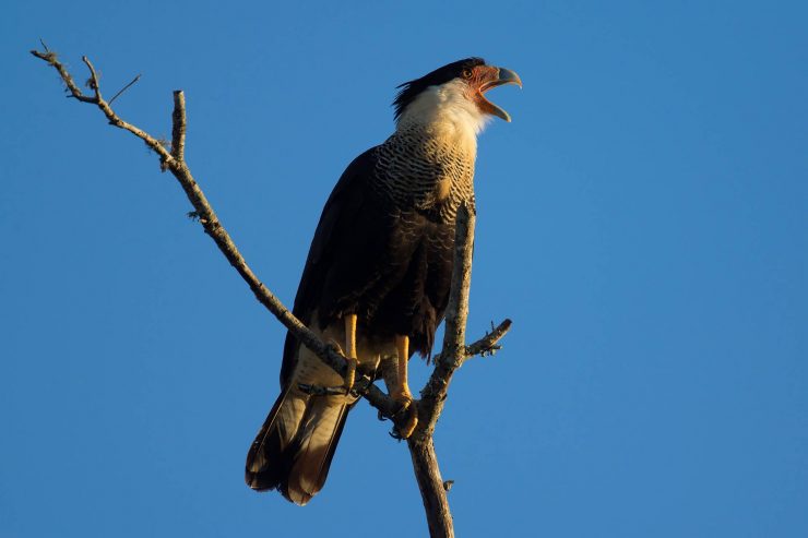 Northern Caracara in Myakka River State Park