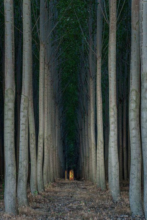 Tree Farm. Western America.