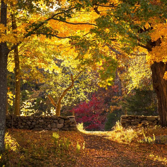 Fall colors at Weir Farm, Wilton CT