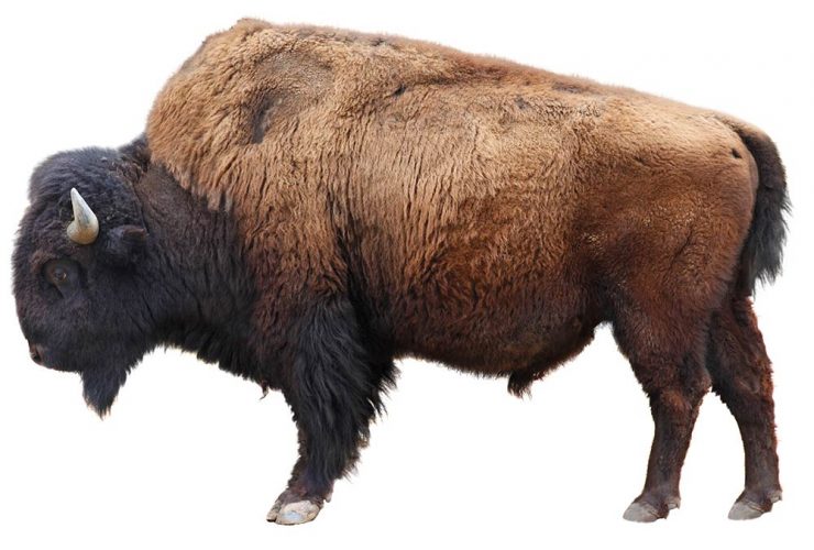 American-Bison