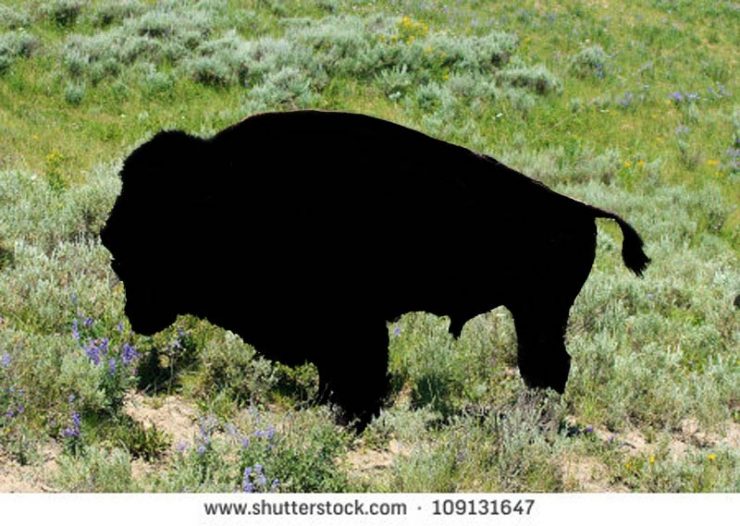 stock-photo-american-bison-male-bellowing-during-mating-season-109131647-outlined