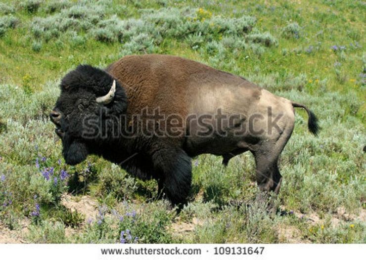 This stock photo looks pretty similar to my bison; it's a similar stance and, well, it's a bison.