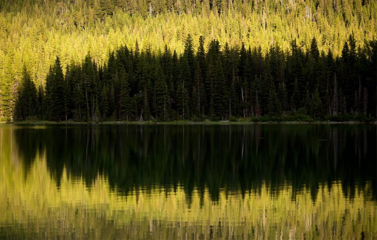 Pine trees in shadow, reflected in Lake Swiftcurrent.