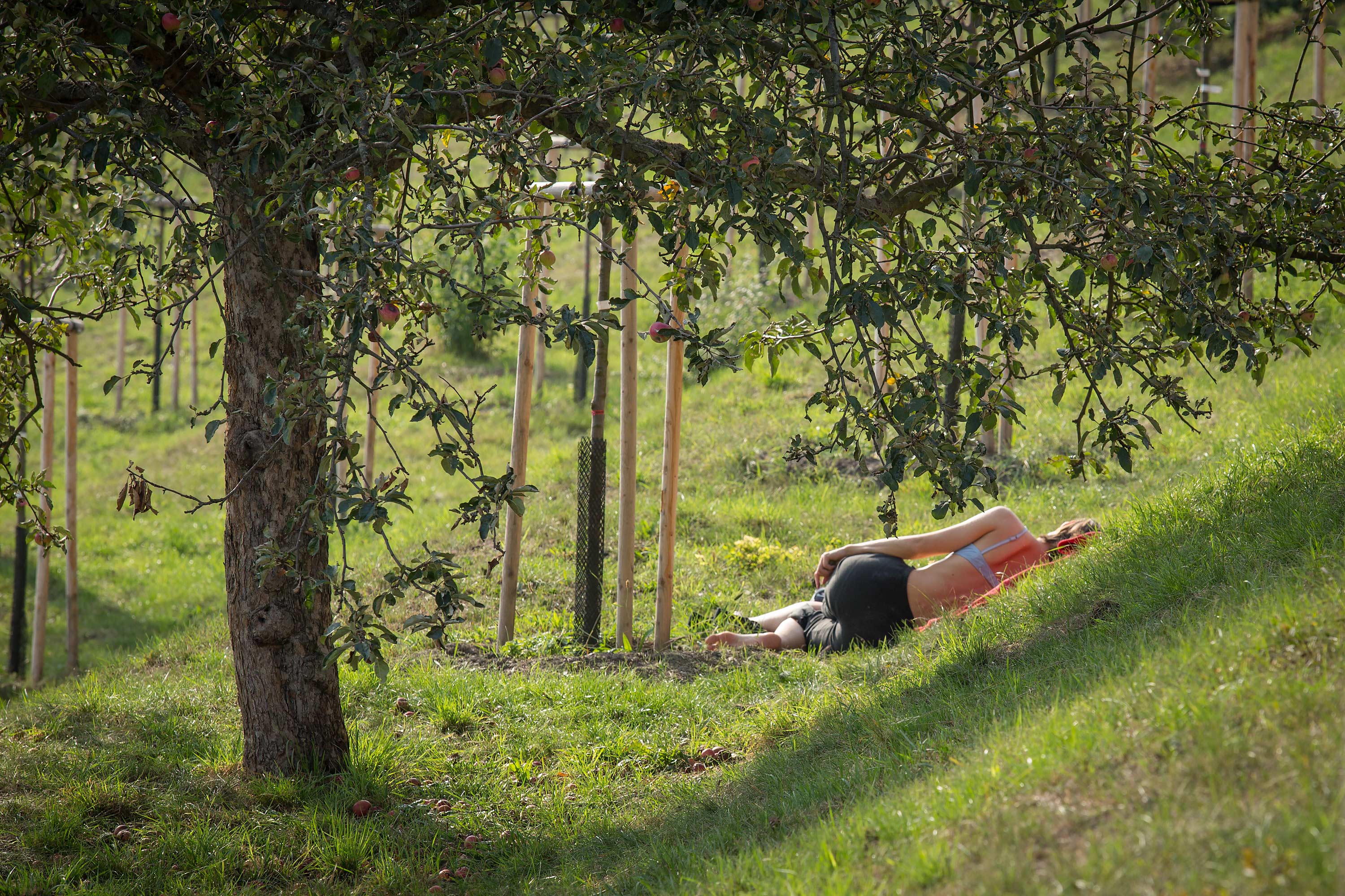 Prague Orchard Sunbather