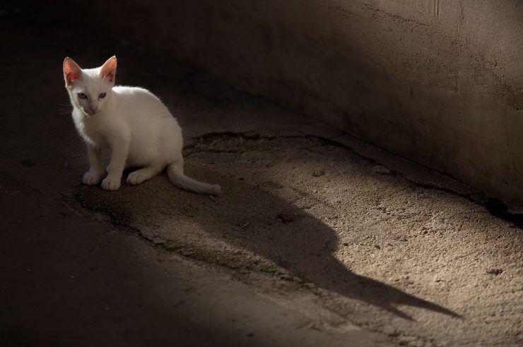 Dubrovnik Cat