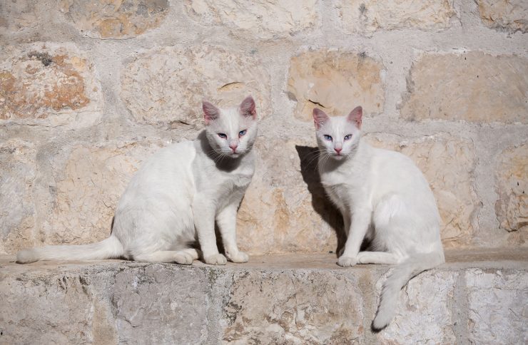 two cats in dubrovnik