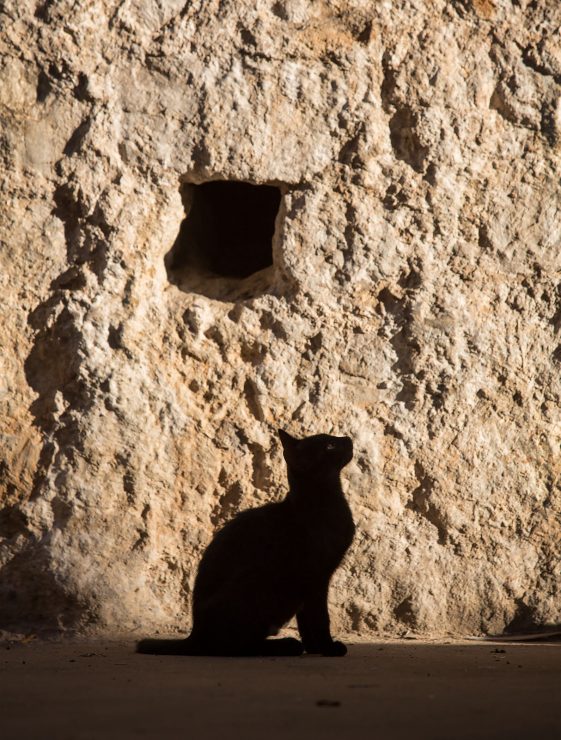 dubrovnik cat silhouette