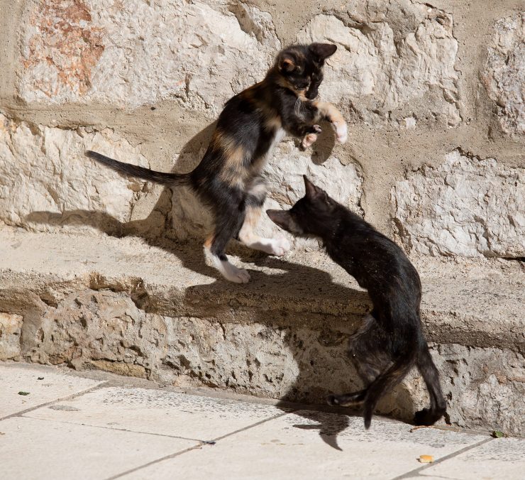 dubrovnik kittens playing