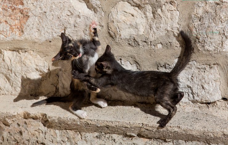 dubrovnik kittens playing