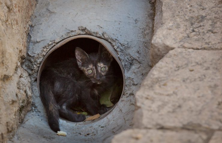 dubrovnik kitten in a tube