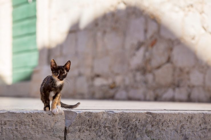 dubrovnik kitten