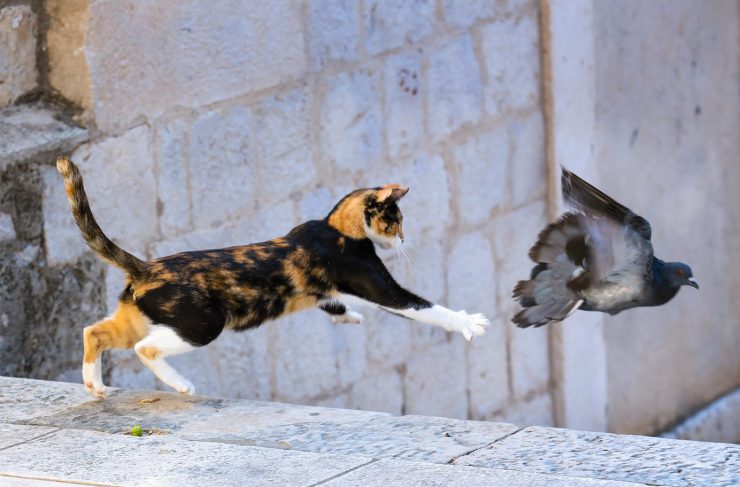 dubrovnik cat jumping at pigeon