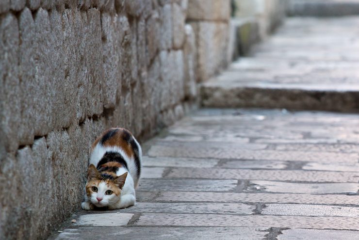 dubrovnik cat about to pounce