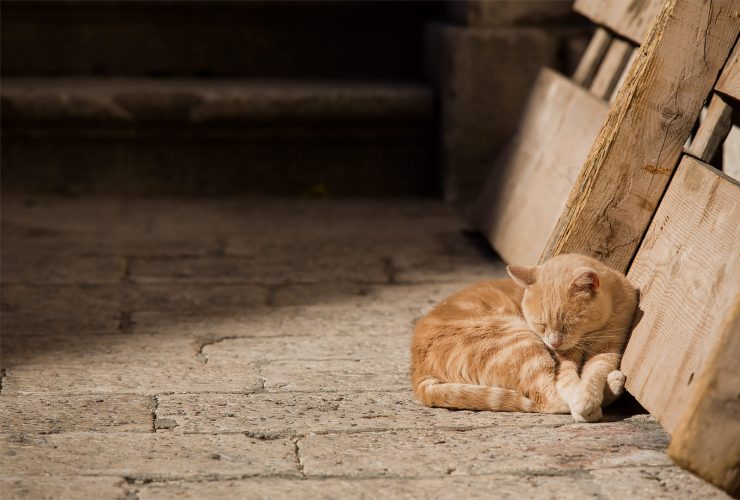 dubrovnik orange cat