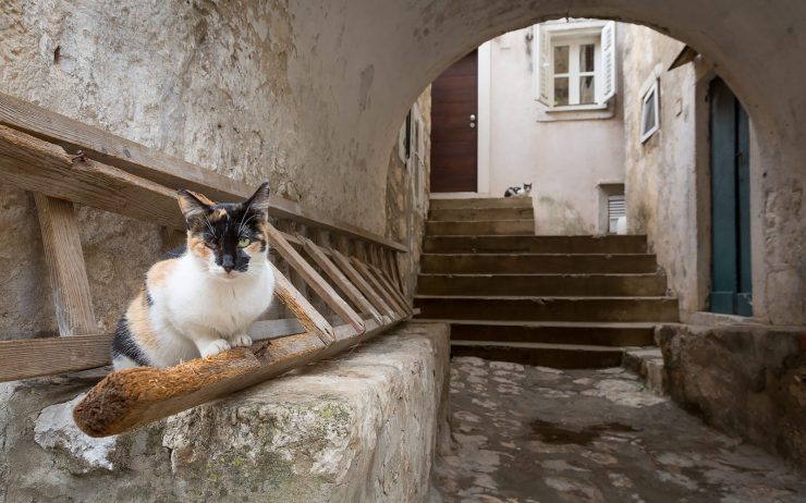 dubrovnik cat in ladder