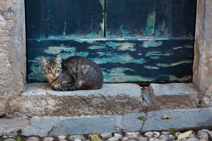 dubrovnik cat in doorway