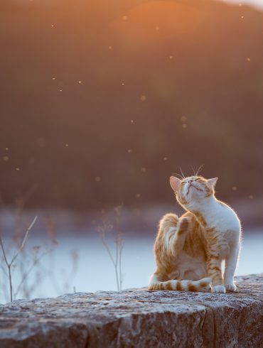 dubrovnik cat at sunset