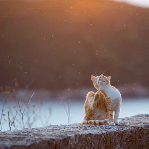 dubrovnik cat at sunset