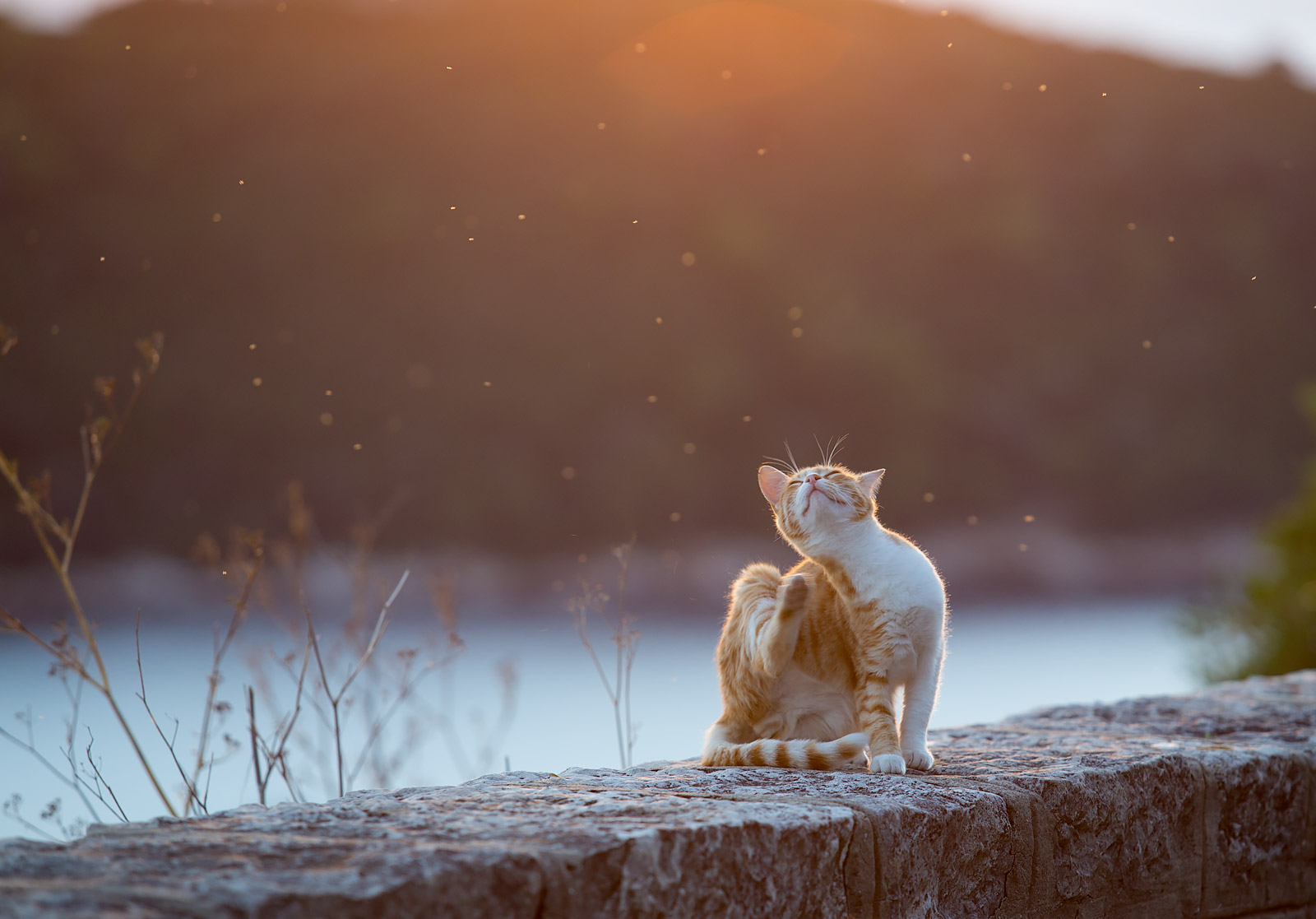 dubrovnik cat at sunset