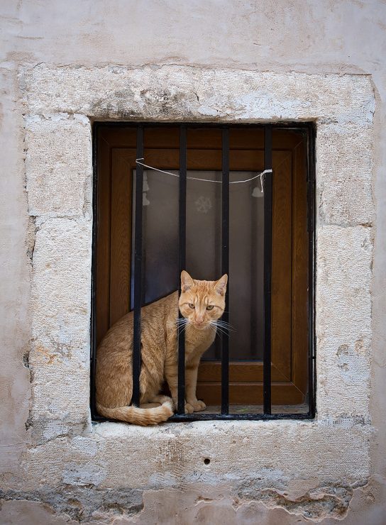 dubrovnik cat in jail