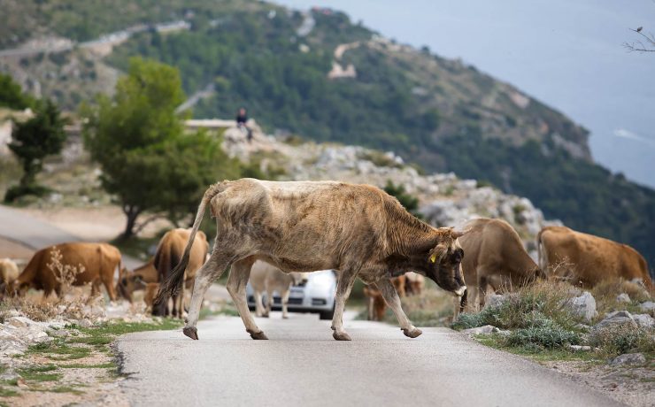 Near the village of Bosanka, a herd of cows wandered across the road.