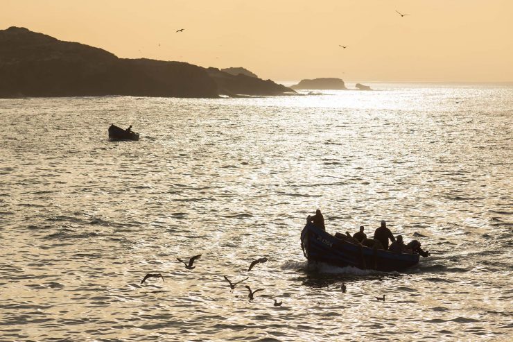 Small fishing boats returning to the Essaouira harbor in the evening.