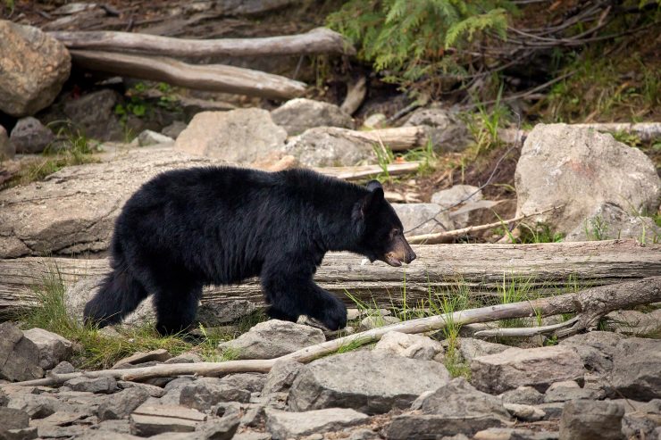 black bear walking on shore of lake