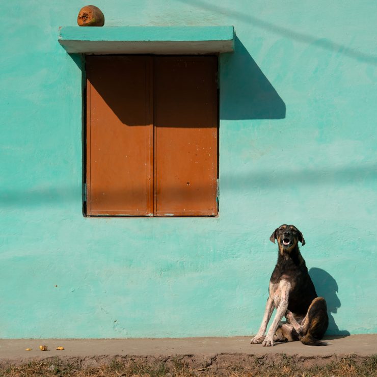 A smiling dog sitting in front of a green wall in harsh sunlight.