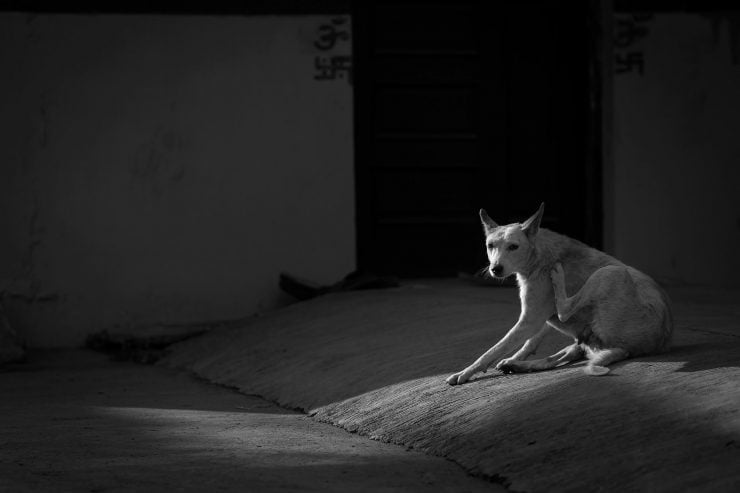 A dog scratches in an evening sunbeam in Indore, India