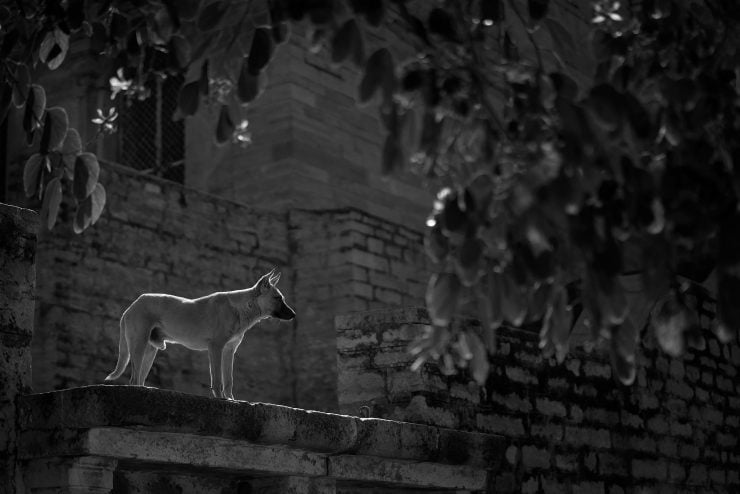 A stray German shepherd stands in a beam of sunlight outside a Gwalior fort