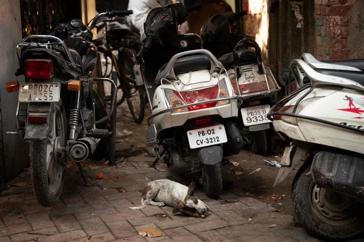 A dog chews a bone behind parked mopeds