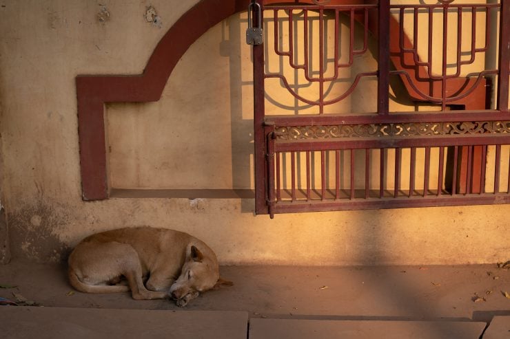 A dog sleeps near a metal gate